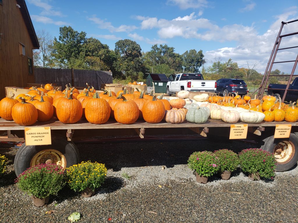 Pumpkins – The Oldest Sister - Farmboy